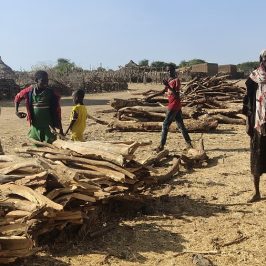 Africa: insieme contro la deforestazione