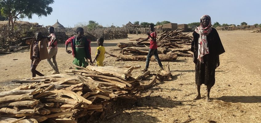 Africa: insieme contro la deforestazione
