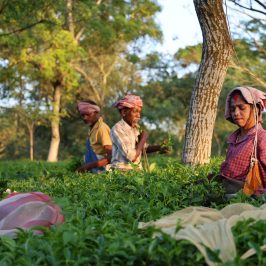 La missione tra i coltivatori di tè