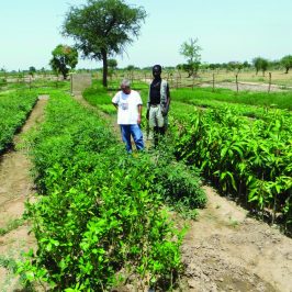 Il missionario agricoltore: in Camerun coltiviamo terra e futuro