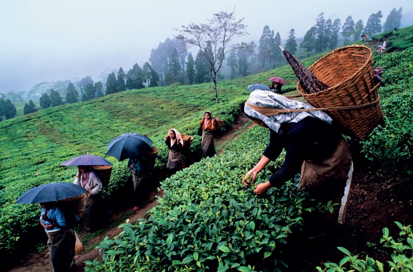 Crocevia Bengala: c’è vita oltre il tè