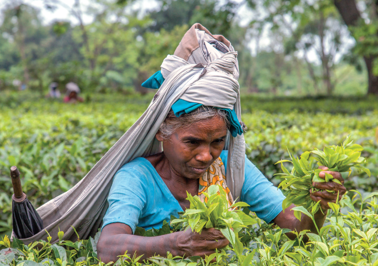 Tè amaro: il Pime nel Bengala