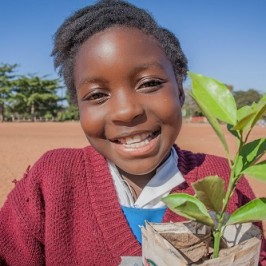 Nello Zambia la Chiesa pianta alberi contro la deforestazione