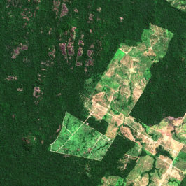 Amazzonia, deforestazione record con la pandemia