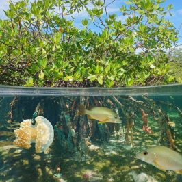 Cambiamento climatico: a rischio anche le mangrovie