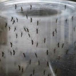 Zika: è tra i poveri la vera emergenza